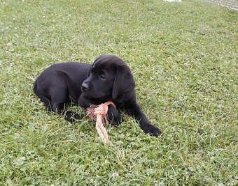 Labradorský retriever - štěně s PP - 4