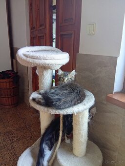 Mainská mývalí , MCO maine coon - 4