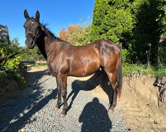 Valach QH - 4