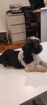Shih Tzu štěňata s pp - 4