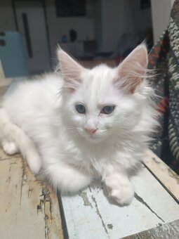 Mainská mývalí koťátka bez PP - 4