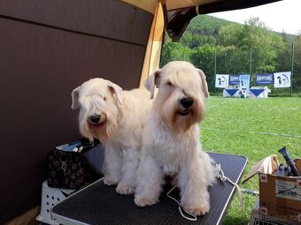 knírač malý bílý - krycí psi - 4