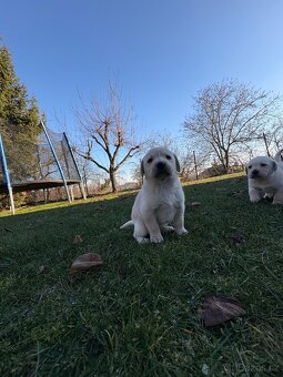 Štěňata Labradorského retrívra - 4