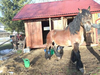 Polský chladnokrevník - 4