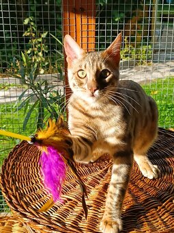 Vzácný MODRÝ Bengálský kocourek s PP - 4