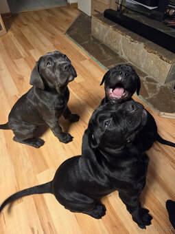 Bandog štěňata - 4