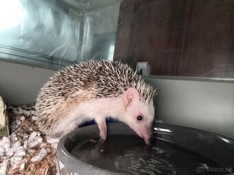 Prodám ježky i s klecí - 4