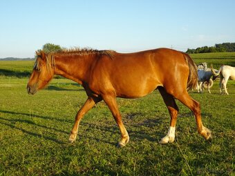 Prodám klisnu WPBr s PP, - 4