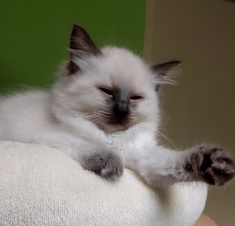 Poslední holčička Ragdoll k REZERVACI - 4