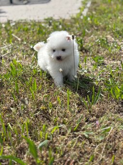pomeranian - 4