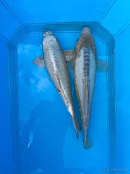 Koi kapři - 4
