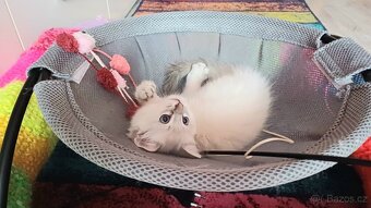 Ragdoll - 4