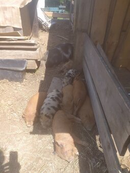 Selata Kune kune na chov i maso.Vaha Kom 25 kg - 4