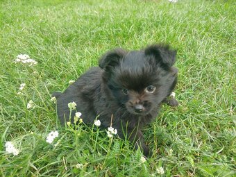 Pomeranian - 4