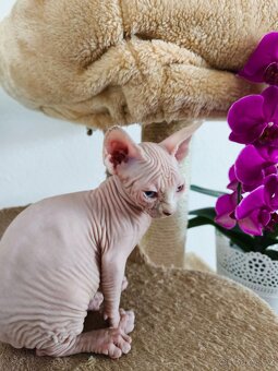 Sphynx kočička - 4