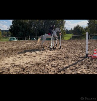 Drobnější klisna ČT - 4