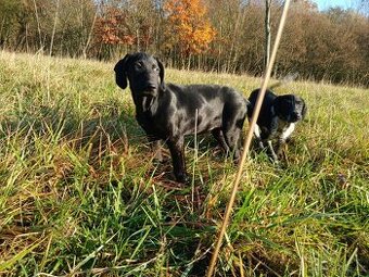 ŠTĚŇÁTKO, ŠTĚŇÁTKA, ŠTĚŇATA, ŠTĚŇE K ODBĚRU - 4