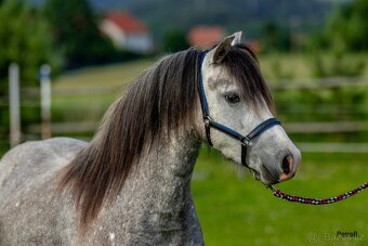 5-letá welsh mountain pony klisna - 4