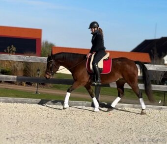 Klisna Welsh Cob 6 let - 4