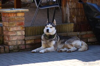 Sibiřský Husky na krytí - 4