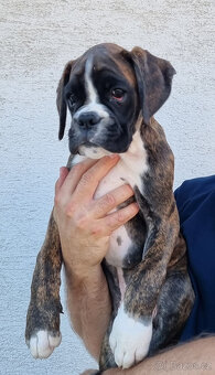 Štěňátka Německý boxer s PP - 4