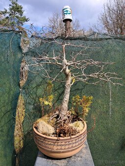Bonsai Nyssa Sylvatica [Tupela lesní] - 4