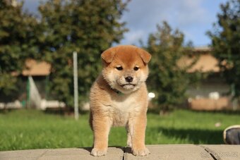 Shiba inu s PP - 4