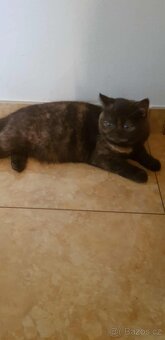 Britská koťata - 4