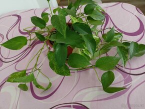 Pokojové rostliny Pothos - 4