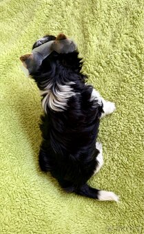 Biewer yorkshire terrier - 4