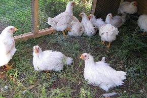 Doma krmená kuřata (bio) - 4