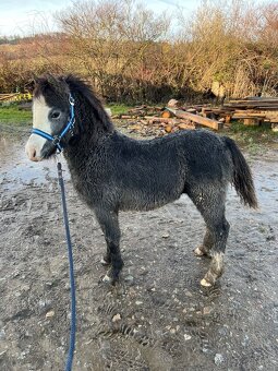 Hřebecek Welsh Mountain Pony (A) - 4