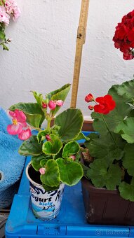TRUHLÍKY S PELARGONIEMI ZONALE + voskovka zdarma - 4