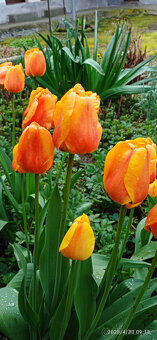 Cibulky tulipánů - směs barev - - viz text a foto - 4