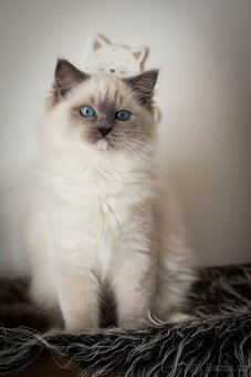 Ragdoll holčička s PP - 4