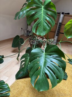 Monstera pokojovky - 4