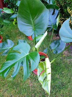 Monstera, Monstera Deliciosa, pokojové rostliny, pokojovky - 4