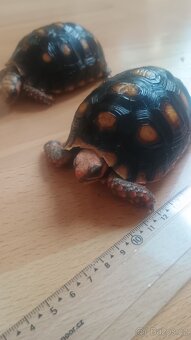 Želva Uhlířská - Geochelone carbonaria - 4