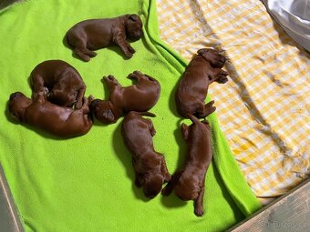 Irský setr štěňata s PP - 4