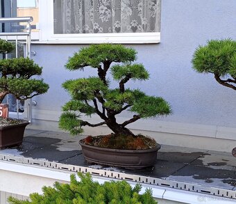 Borovice lesní (Pinus sylvestris) bonsai - 4
