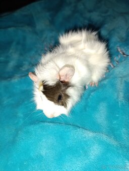 Rozetové morčátka samičky - 4