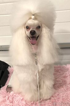 Pudl bílý Toy s PP - 4