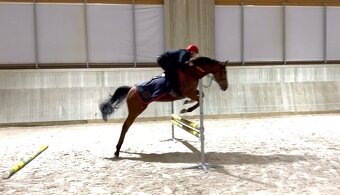 Plnokrevný valach na prodej - 4