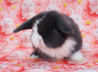 Zakrslý modrooký beránek - samička . - 4