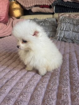 Pomeranian - 4