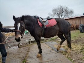 Pony kobylka WPBR - 4