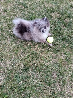Pomeranian fešák - 4