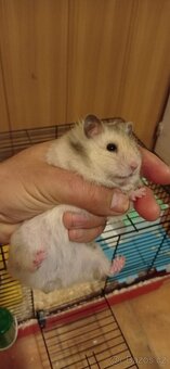 Prodám samičku syrského křečka. Spolu s klecí a celou sadou - 4