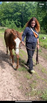 TOP Quarter horse - 4