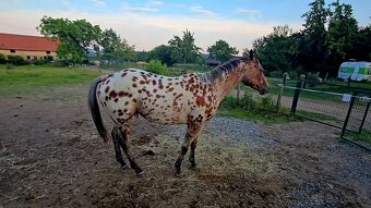 Připouštění zcela unikátní Bay plemenným hřebcem apaloosa - 4